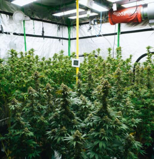What is the principle of LED plant grow light?