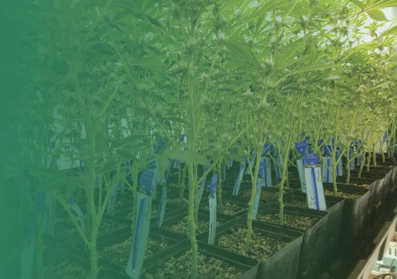 lobal plant lighting LED output value is estimated to reach 399 million U.S. dollars in 2021
